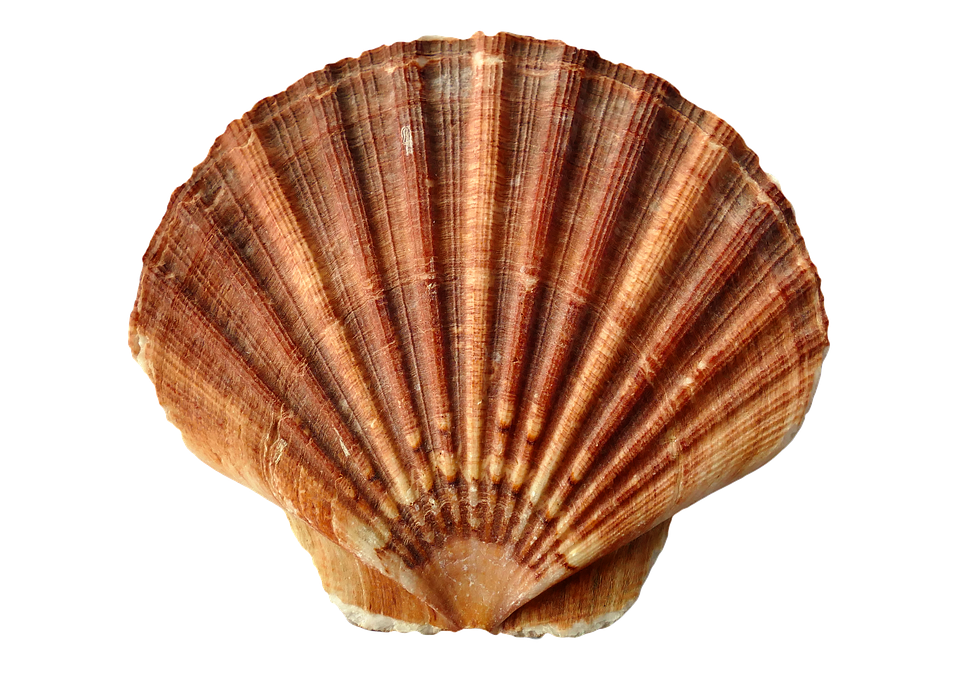 shell.png
